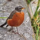 My very first American Robin