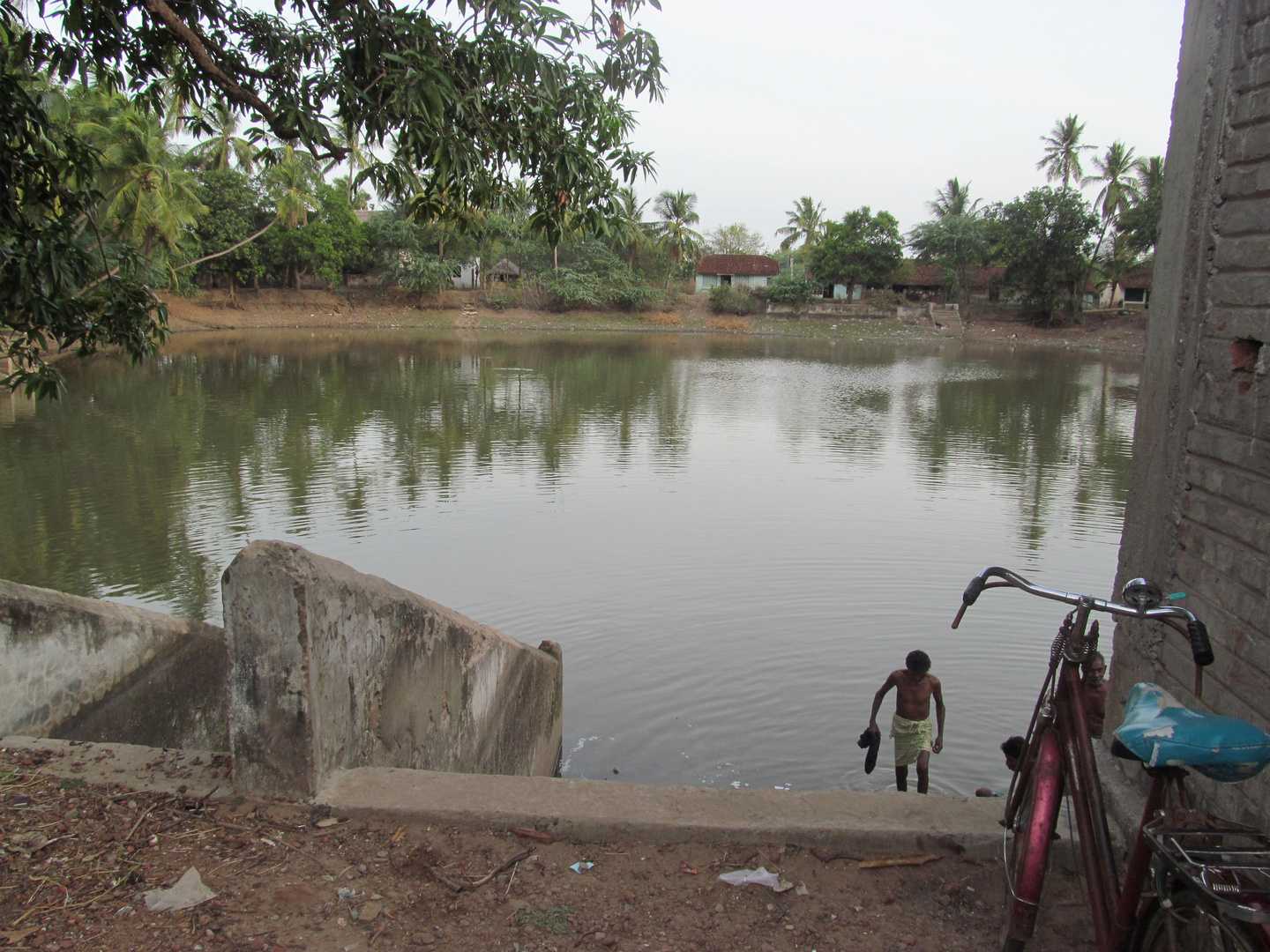 My Village Lotus Pond