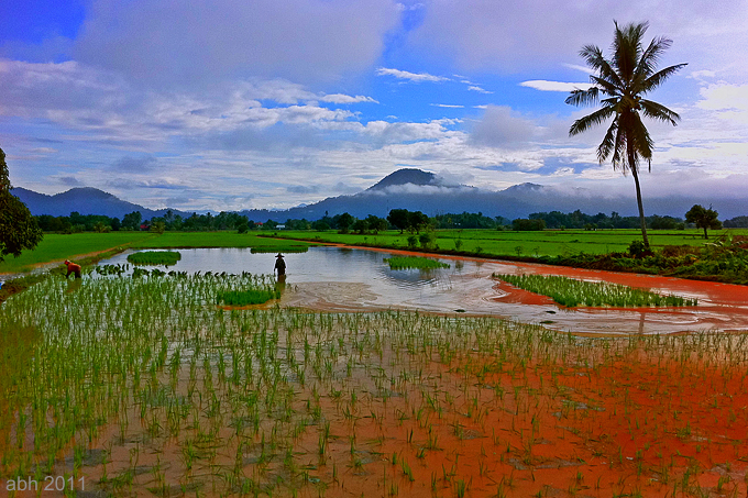 My Village (Rice Field)