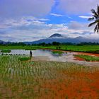 My Village (Rice Field)