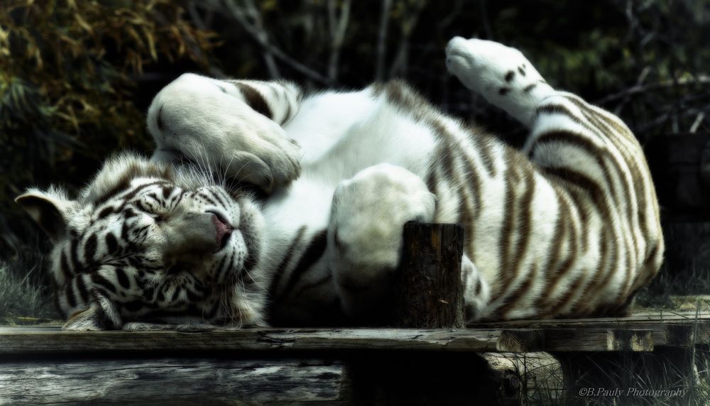 My white tiger