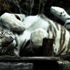 My white tiger