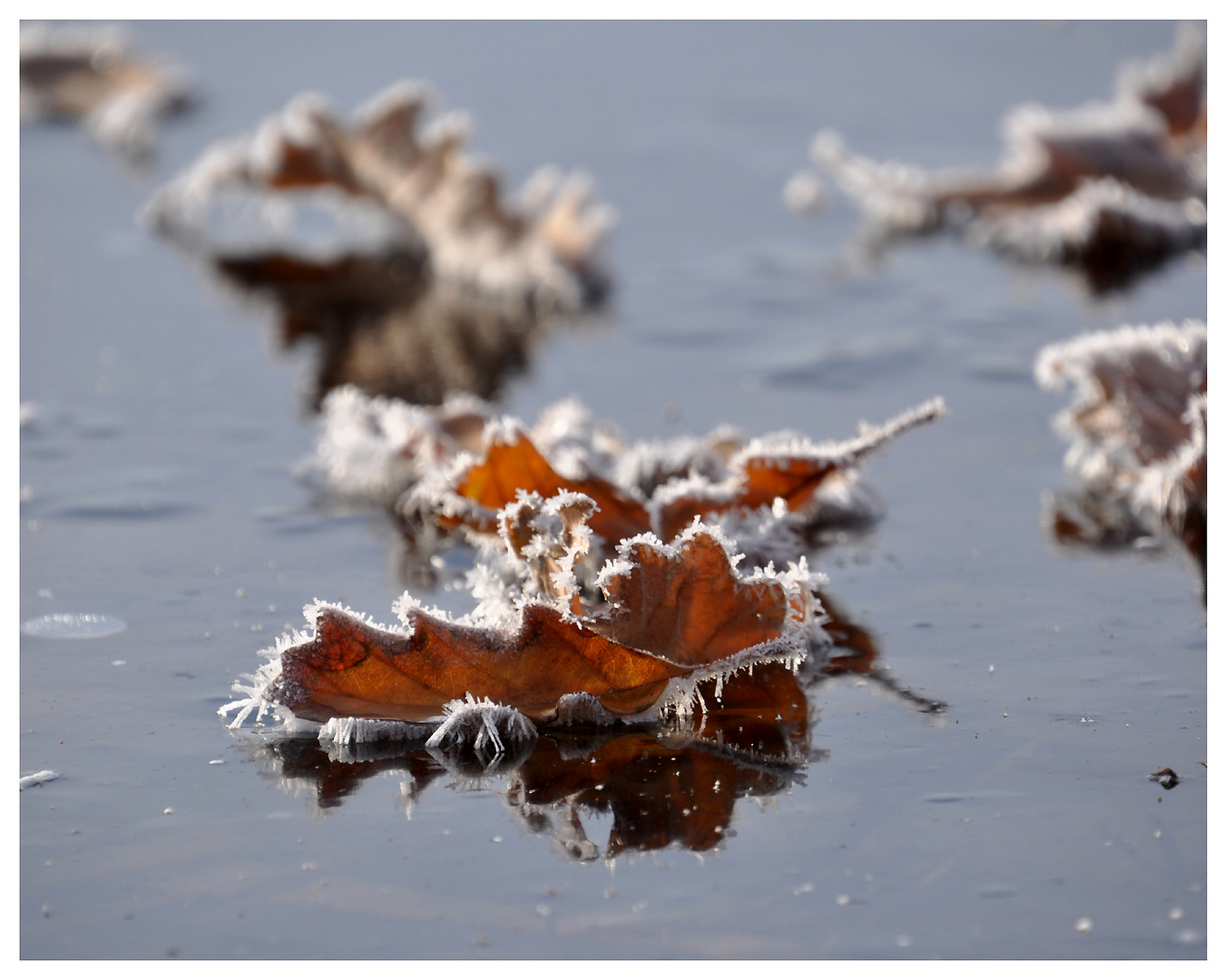 My Winter Foto & Bild | makro, winter, eis Bilder auf fotocommunity