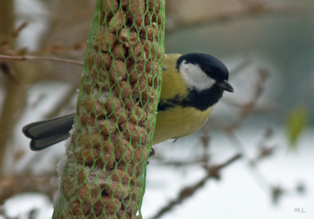 my winter guests1