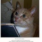 My wise Tomcat - chief of my Erdbeernasen-Combo