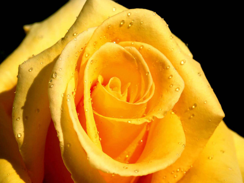 My yellow Rose