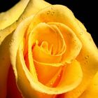 My yellow Rose