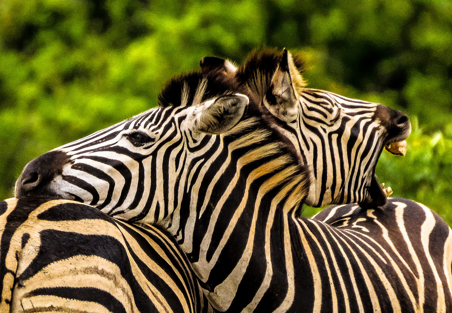 My Zebras- Siehst Du was, ich bin müde