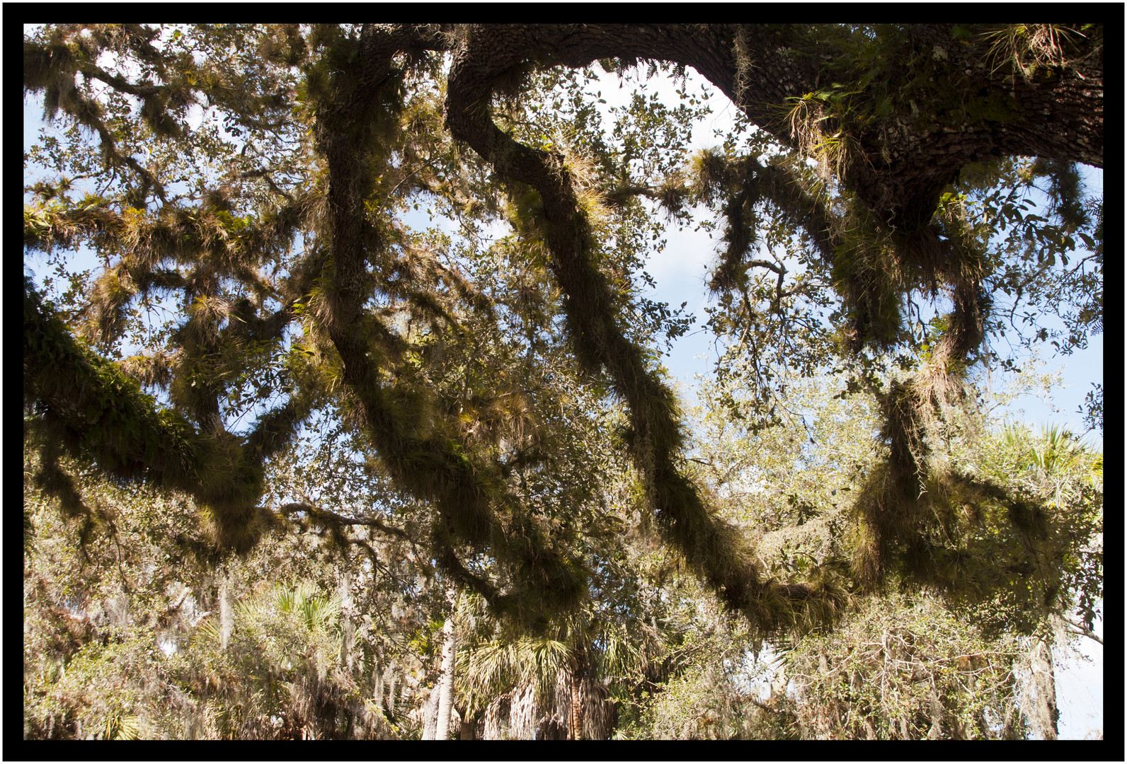 Myakka State Park