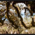 Myakka State Park