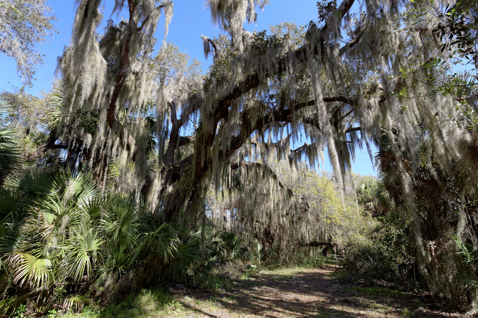 Myakka Statepark