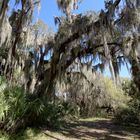 Myakka Statepark