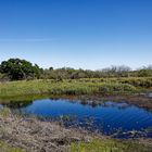 Myakka Statepark_3