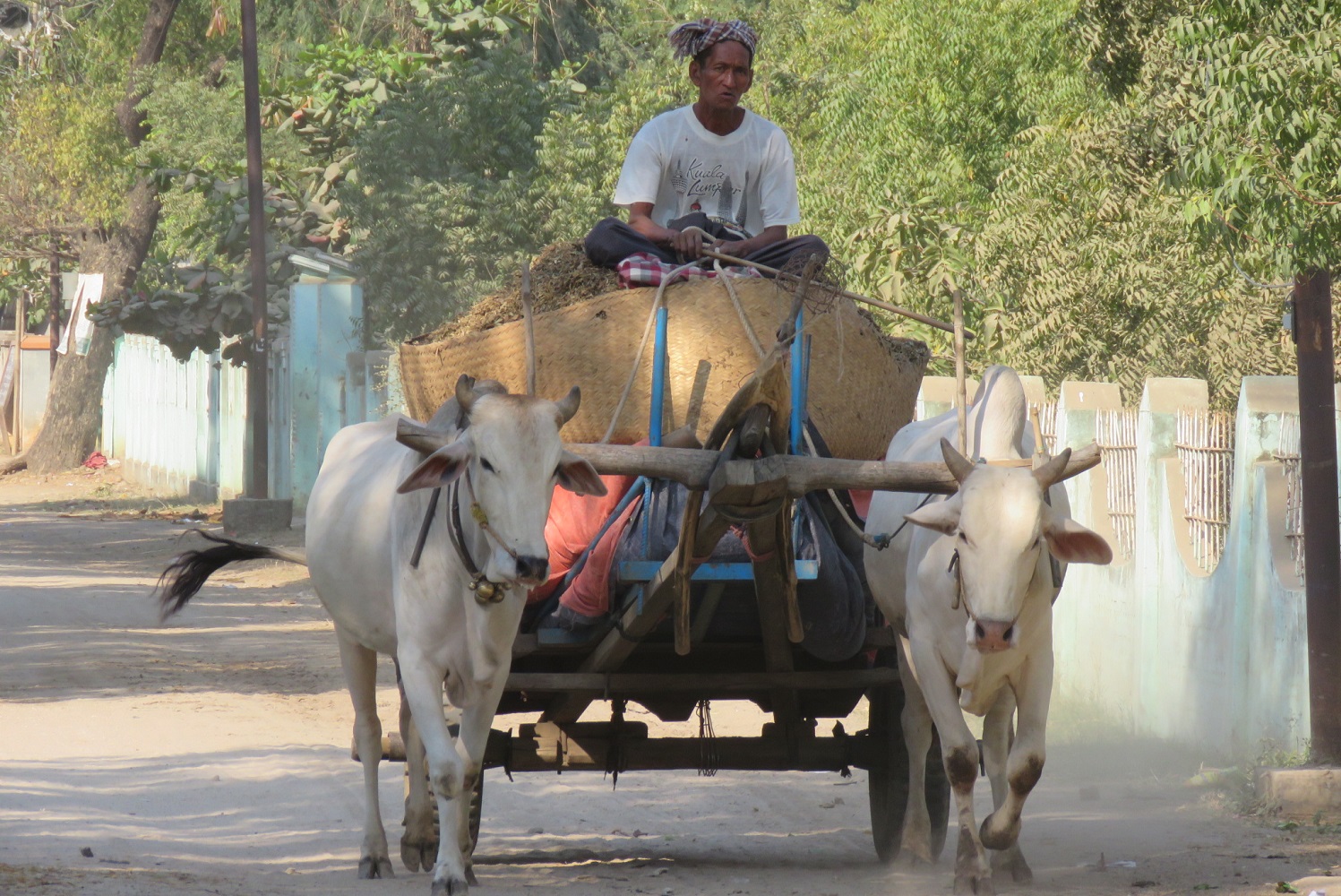 Myanmar (2019), Bauer