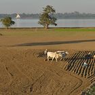 Myanmar farming