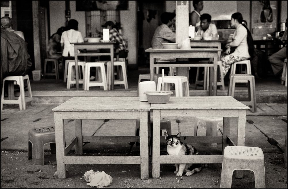 Myanmar, Rangoon, Glückskatze.