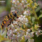 Myathropa florea