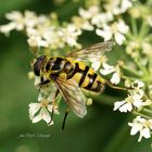 Myathropa florea