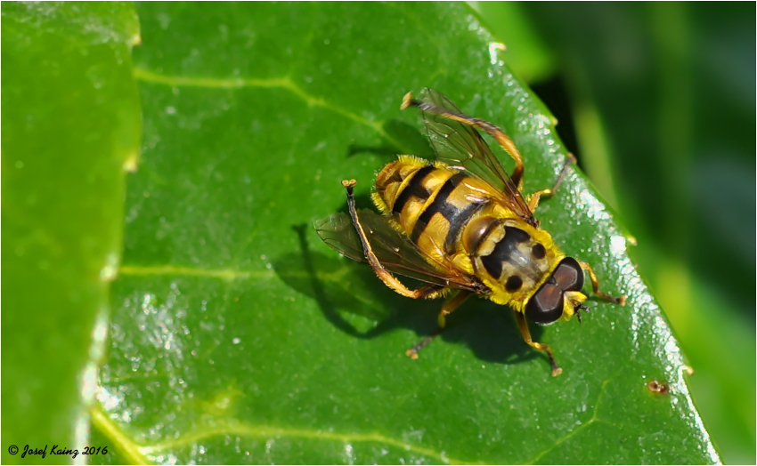 Myathropa florea Foto & Bild natur, wildlife, schwebfliege Bilder auf