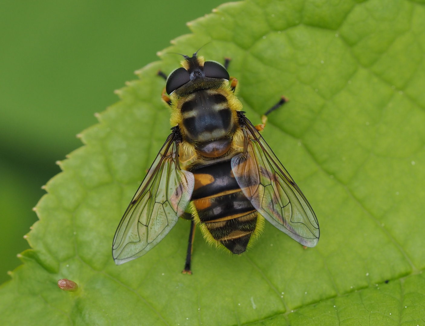 Myathropa florea