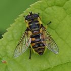 Myathropa florea