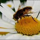 Myathropa florea