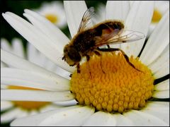 Myathropa florea