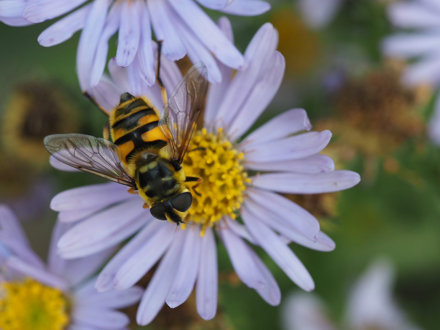 Myathropa florea