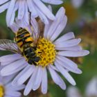 Myathropa florea