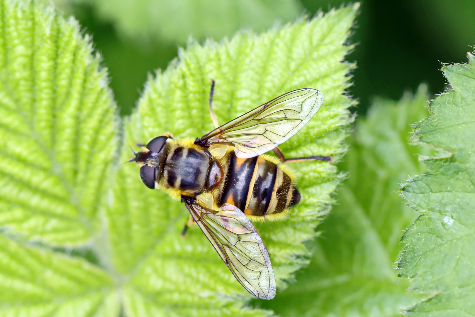 Myathropa florea