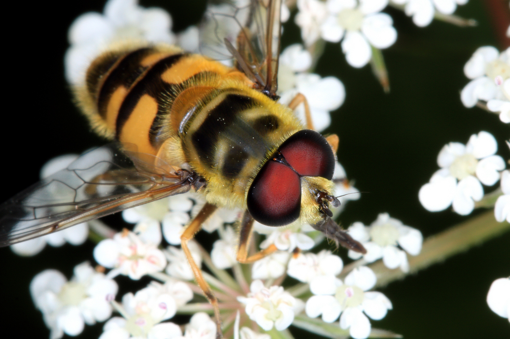 Myathropa florea, Dolden-Schwebfliege, männlich, auf Wilder Möhre Nektar saugend