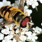 Myathropa florea, Dolden-Schwebfliege, männlich, auf Wilder Möhre Nektar saugend