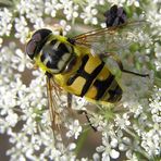 Myathropa florea