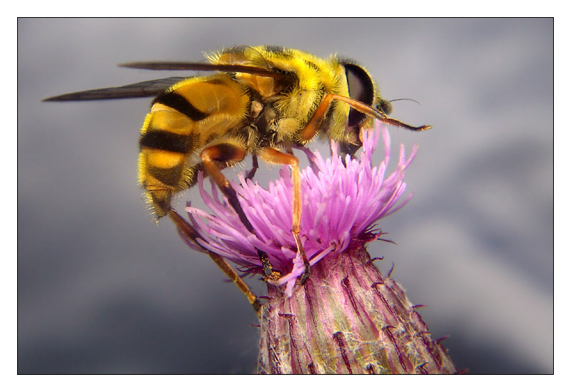 Myathropa florea - komplementär