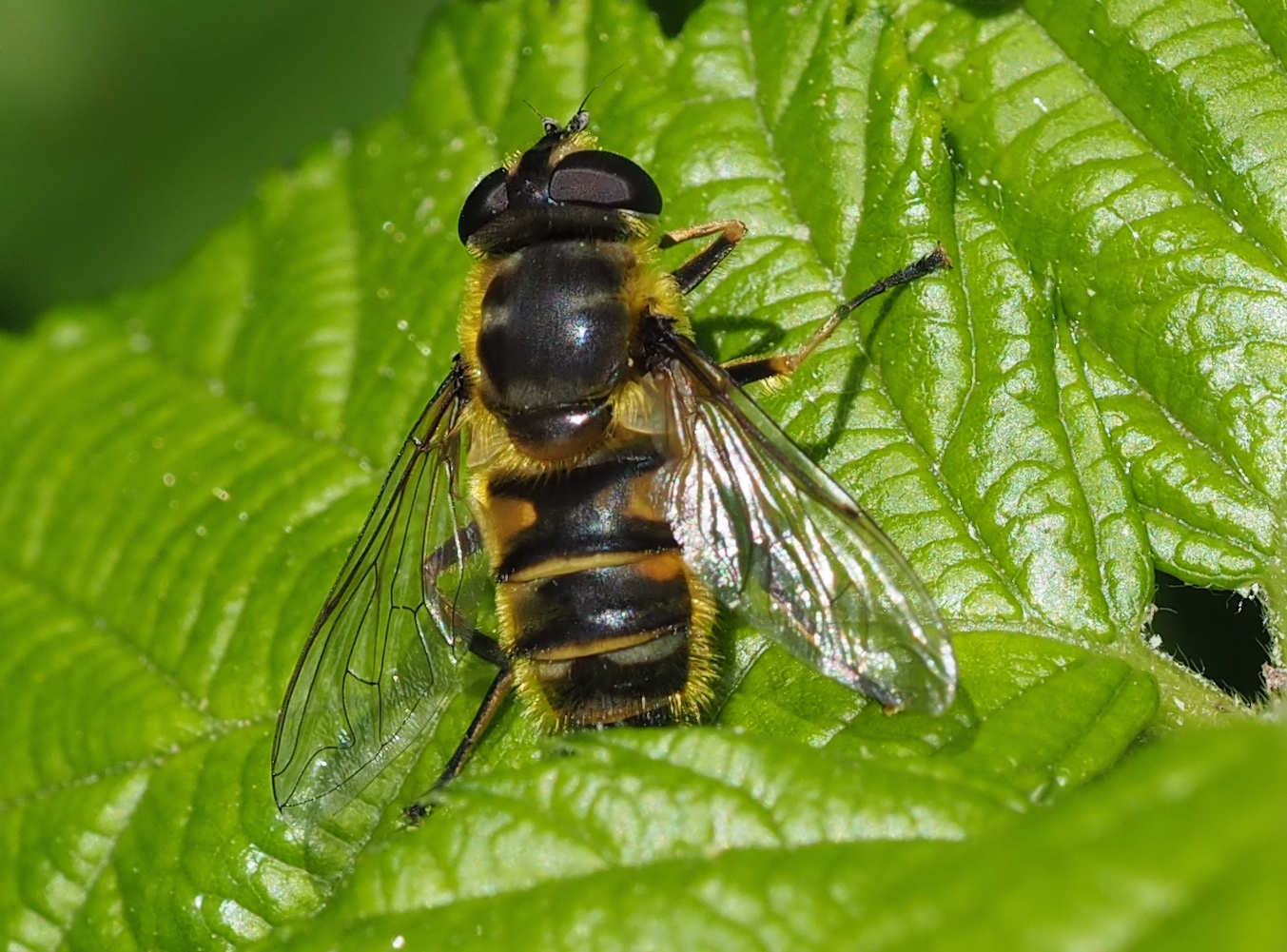 Myathropa florea w