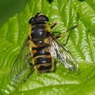 Myathropa florea w