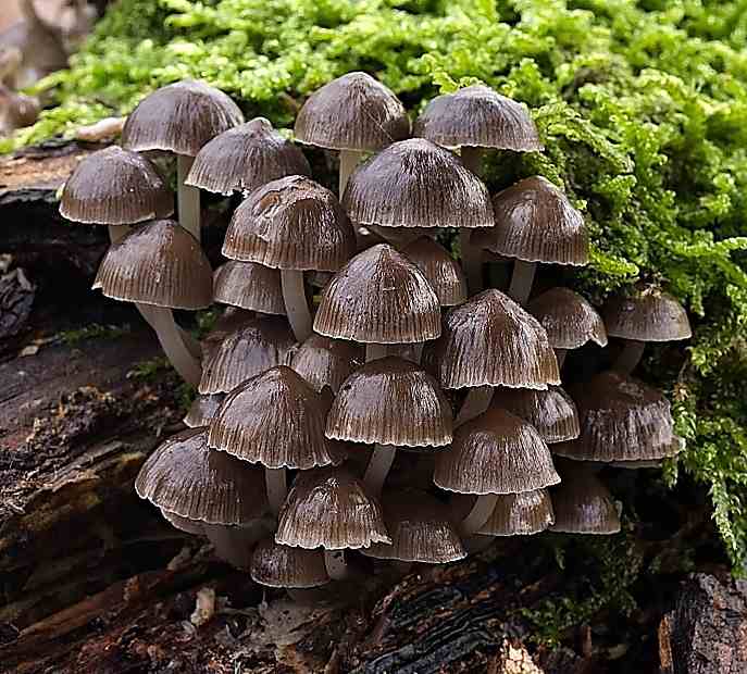 Mycena