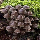 Mycena