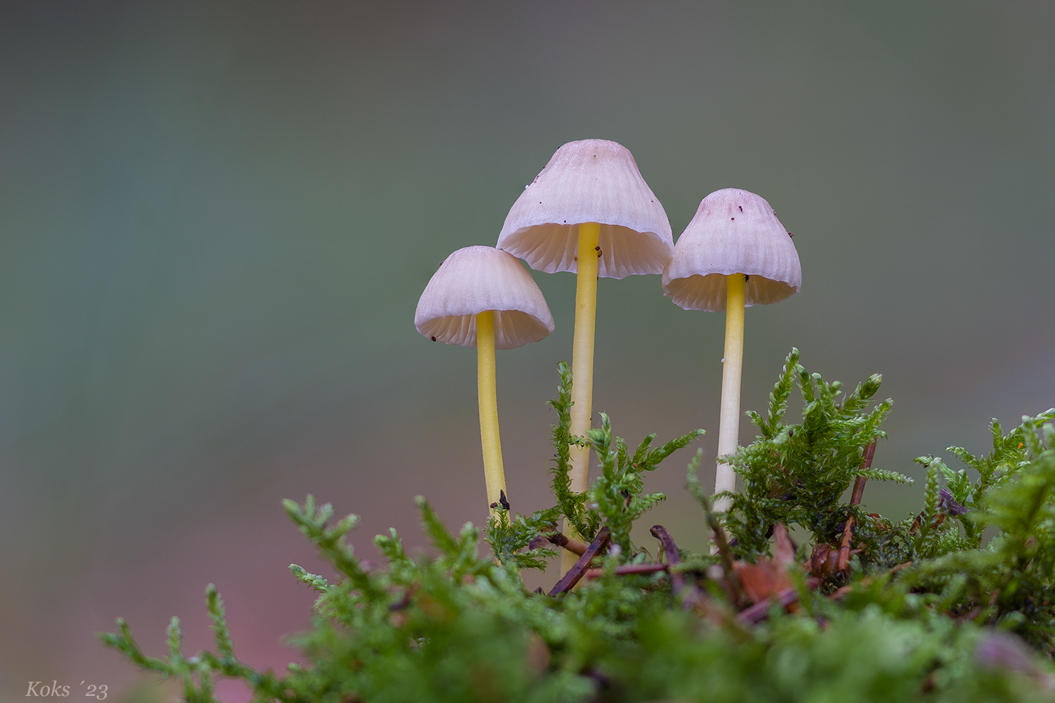 Mycena