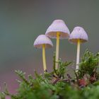 Mycena