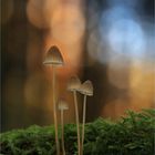 Mycena