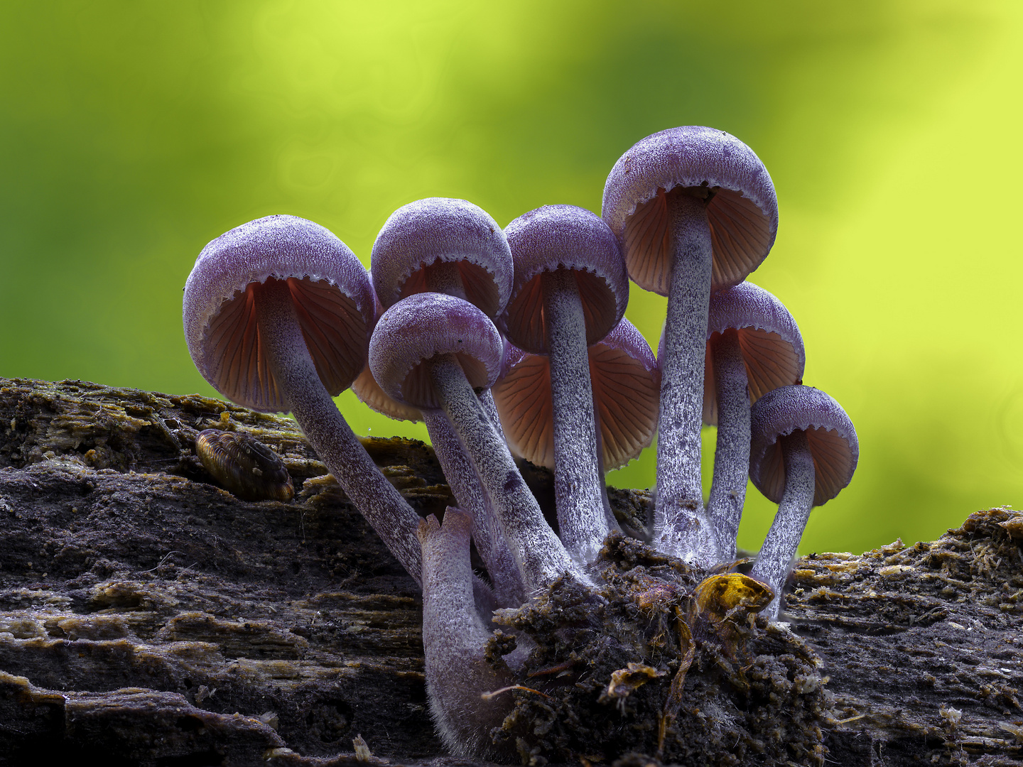 Mycena