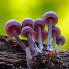 Mycena