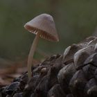 Mycena