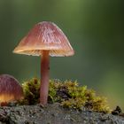 Mycena