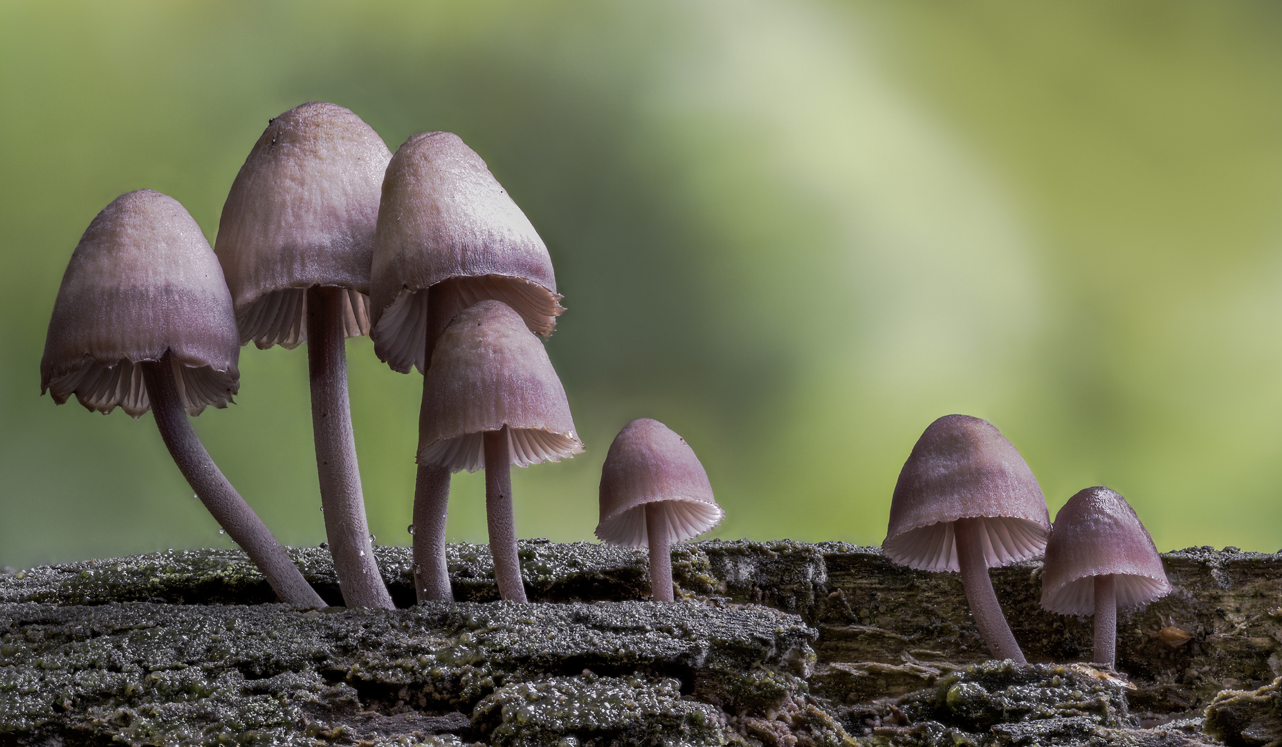 Mycena