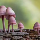 Mycena