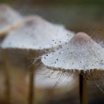 Mycena