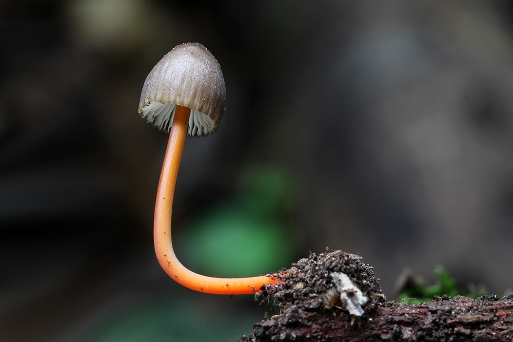 Mycena crocata