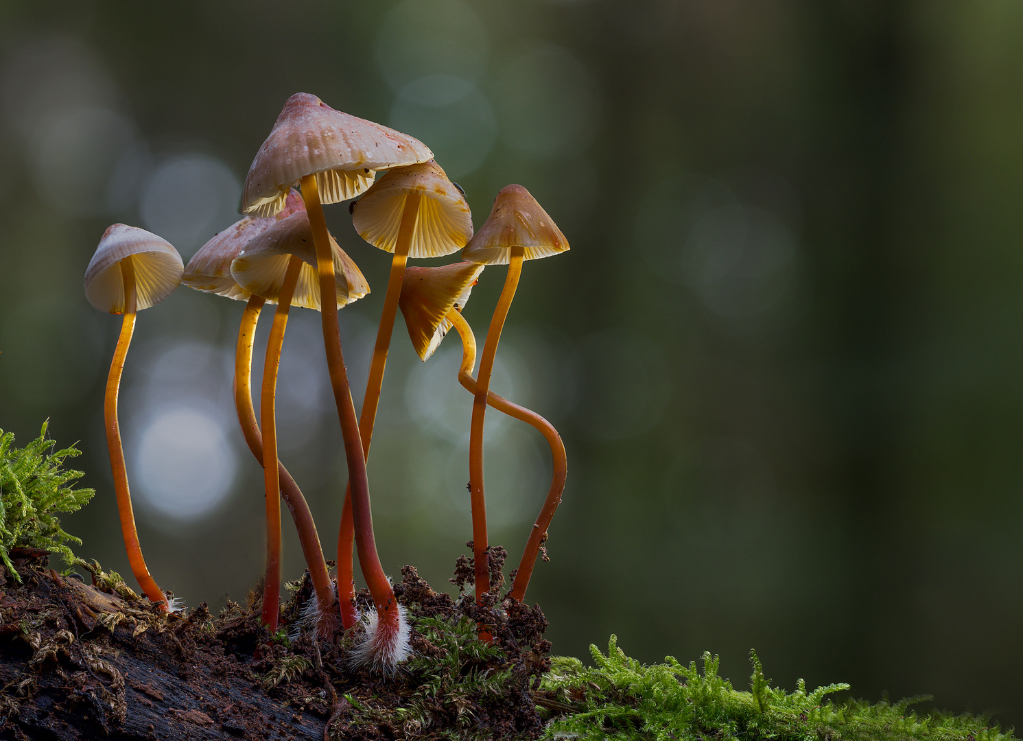 Mycena crocata